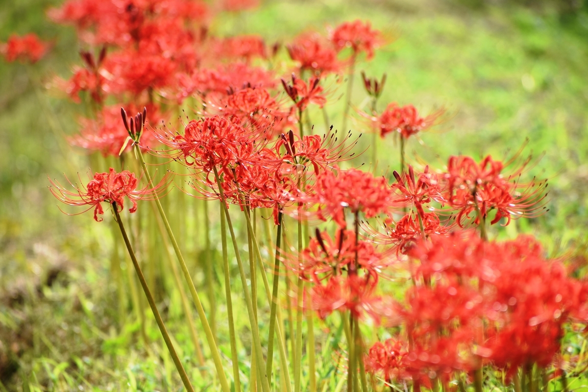 亀岡夢コスモス園　彼岸花　見頃　2019年8月28日　撮影：MKタクシー