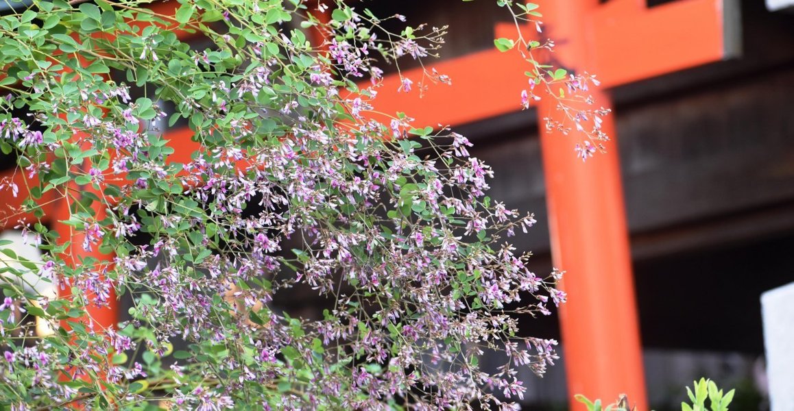 天寧寺 萩 見頃 2018年10月2日 撮影:MKタクシー