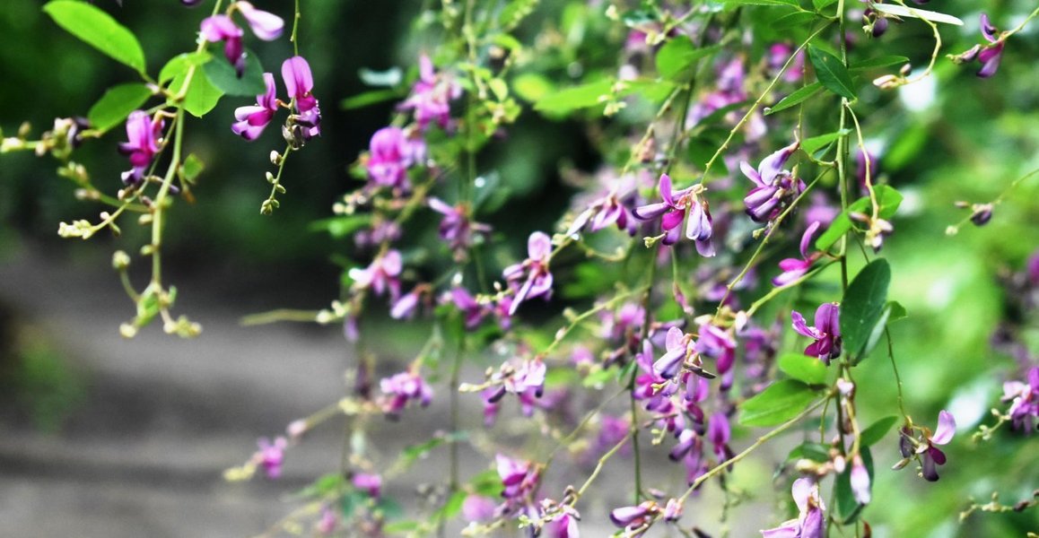 京都府立植物園　萩　三分咲き　2018年9月15日　撮影：MKタクシー