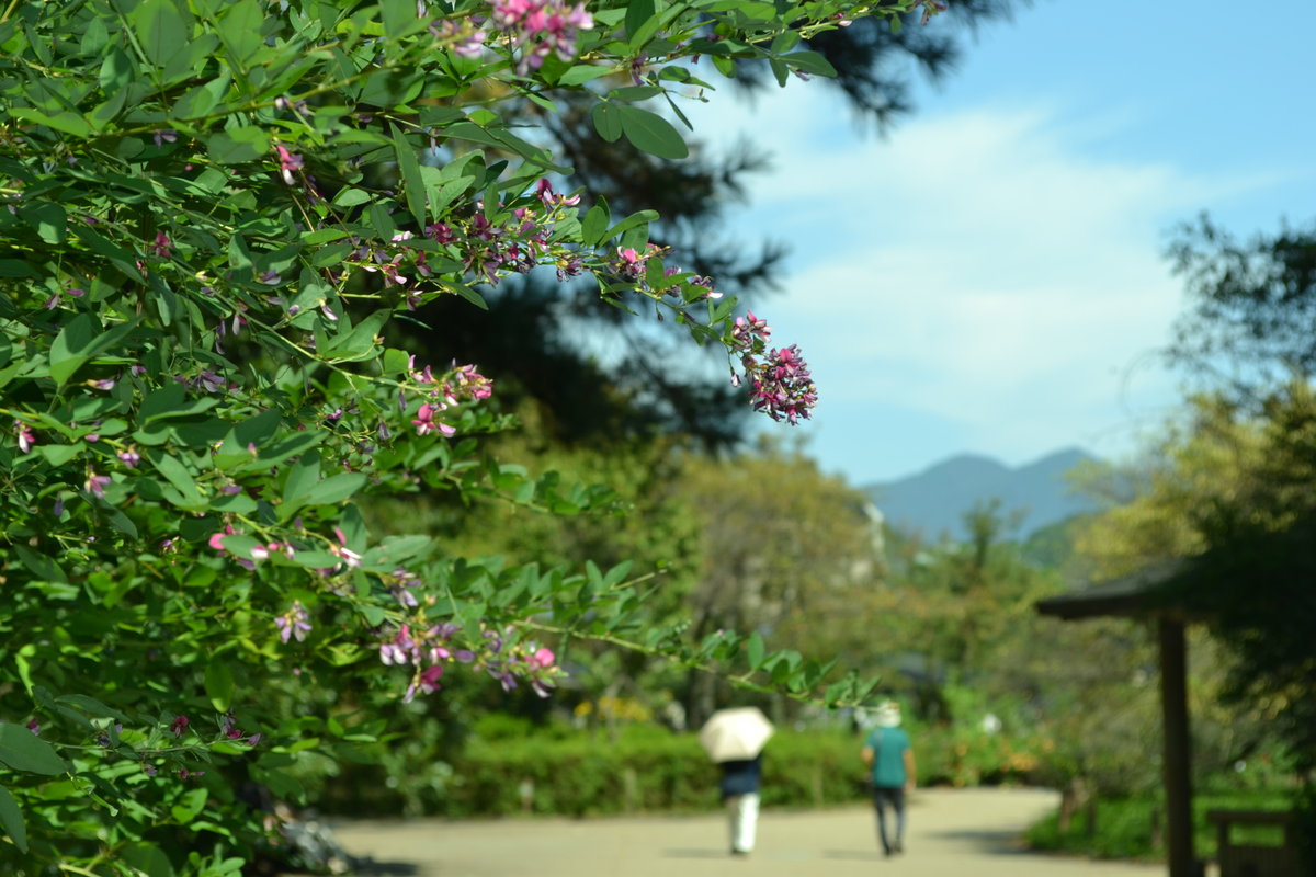 京都府立植物園 萩 三分咲き 2017年9月25日 撮影:MKタクシー
