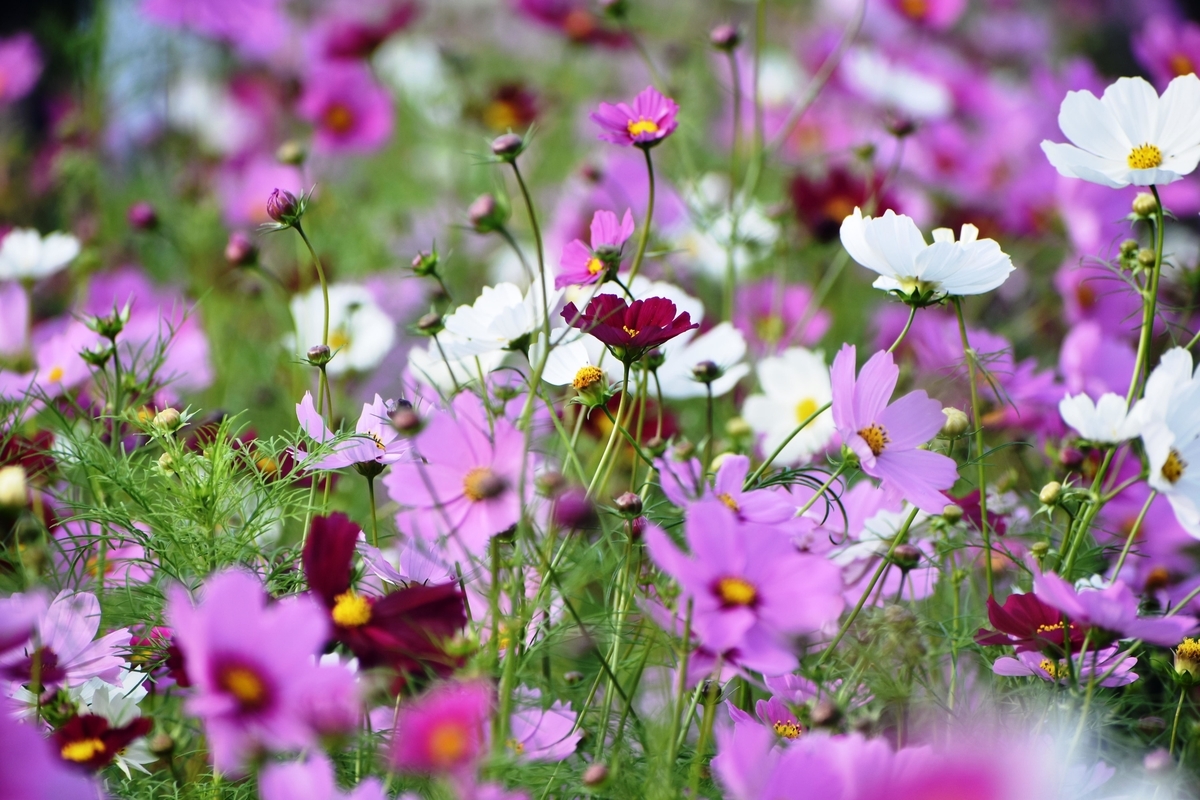京都府立植物園 五分咲き 見頃 2019年10月6日 撮影:MKタクシー