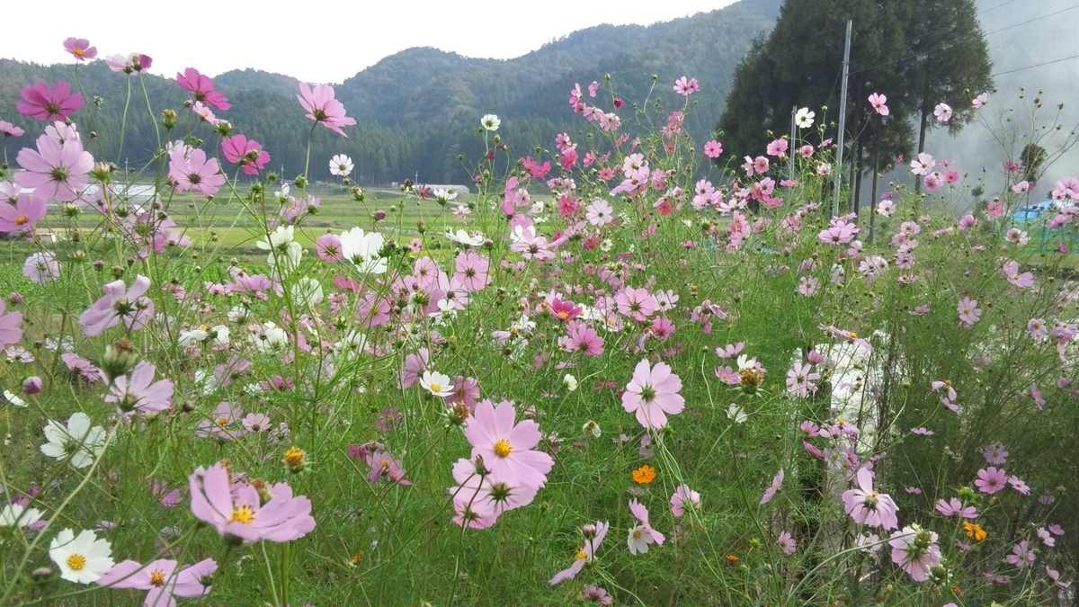 静原 見頃 2011年10月10日 撮影:MKタクシー