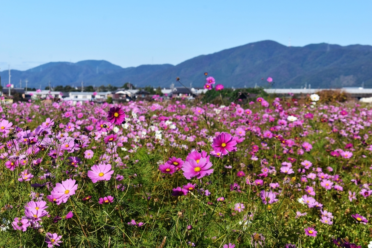 亀岡夢コスモス園　散り始め　2019年11月9日　撮影：MKタクシー