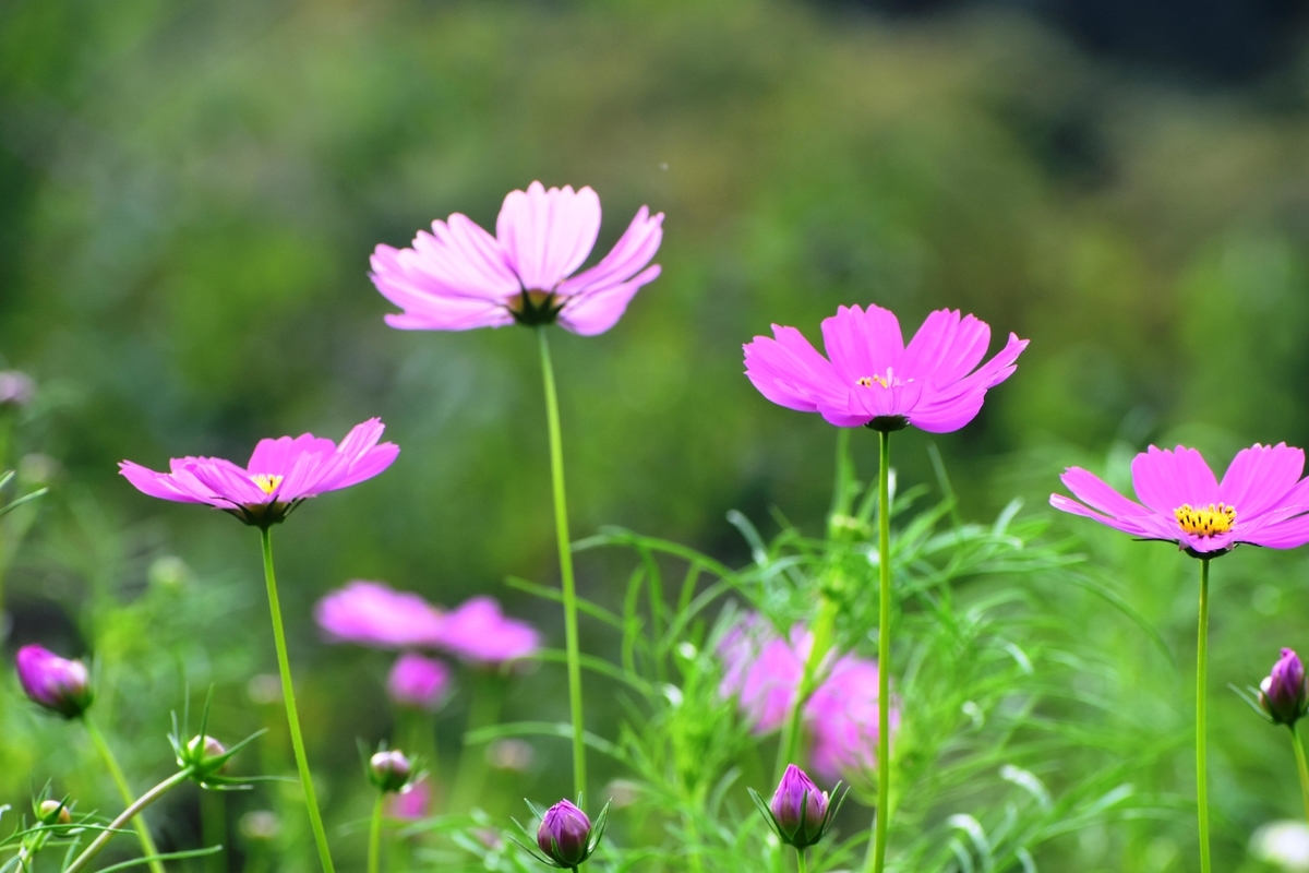 宇治市植物公園 コスモス 咲き始め 2019年9月29日 撮影:MKタクシー