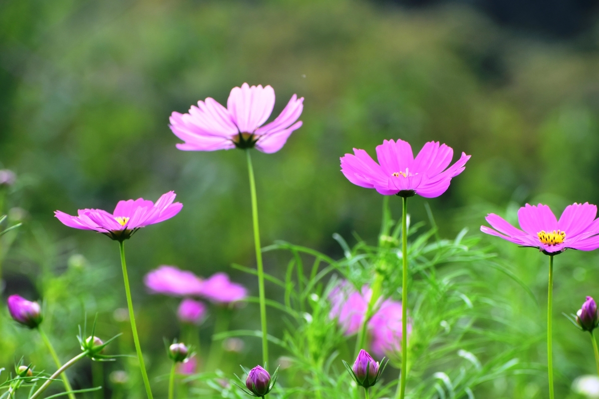 宇治市植物公園　コスモス　咲き始め　2019年9月29日　撮影：MKタクシー