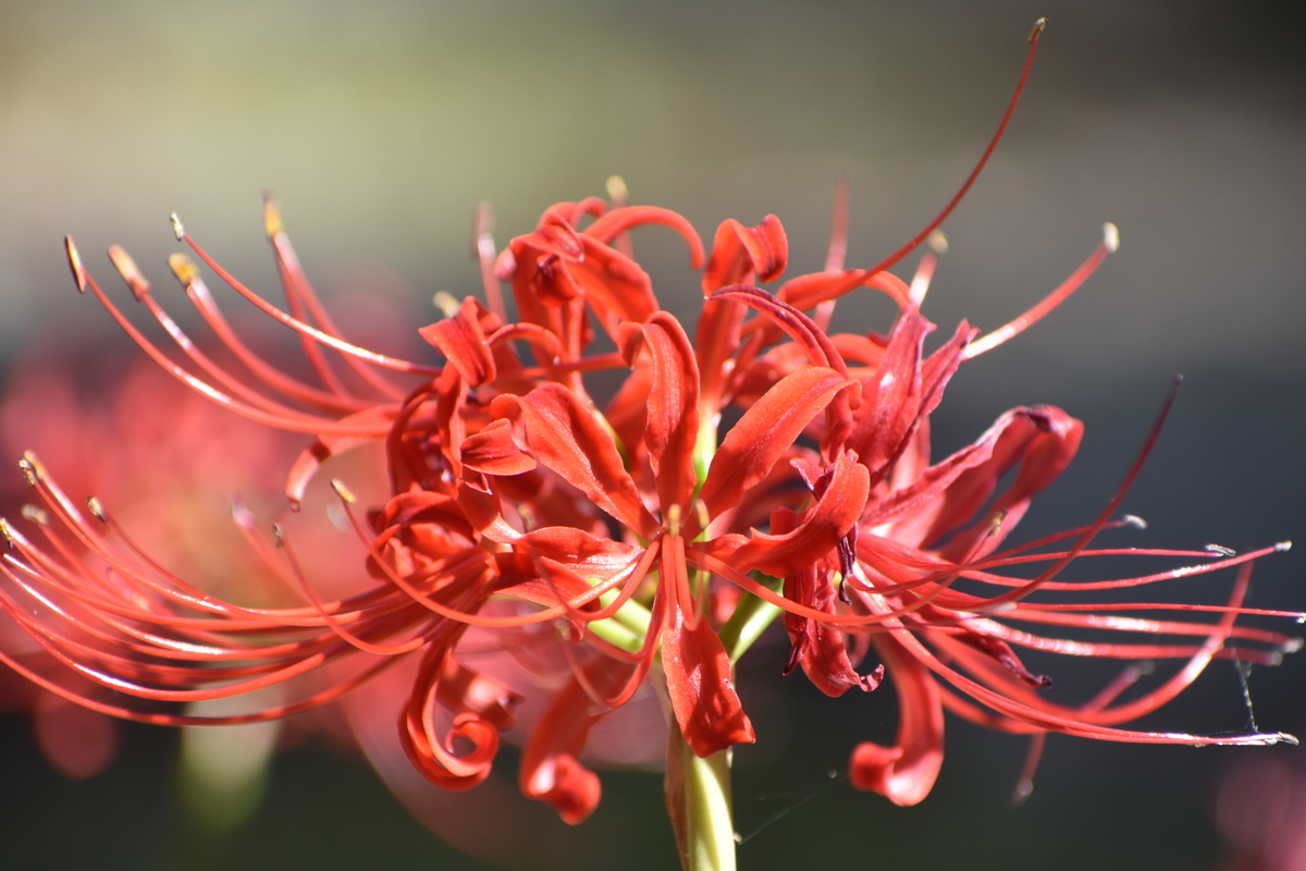 京都府立植物園　焔環　見頃　撮影：MKタクシー