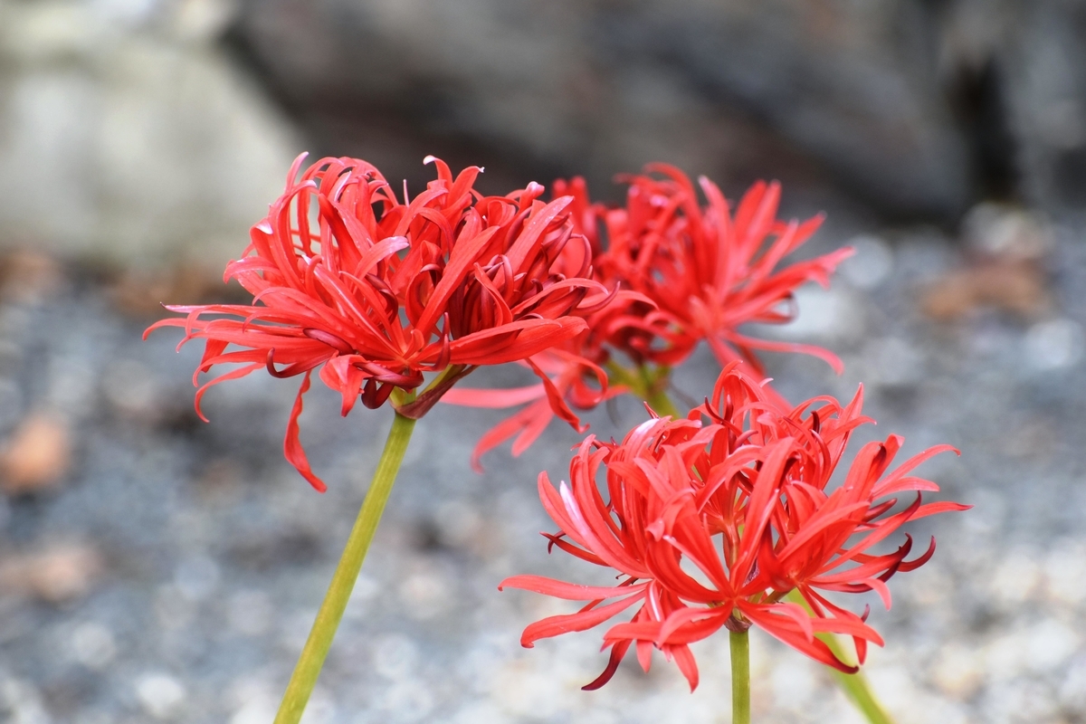 京都府立植物園　黒法師　見頃　2018年9月23日　撮影：MKタクシー