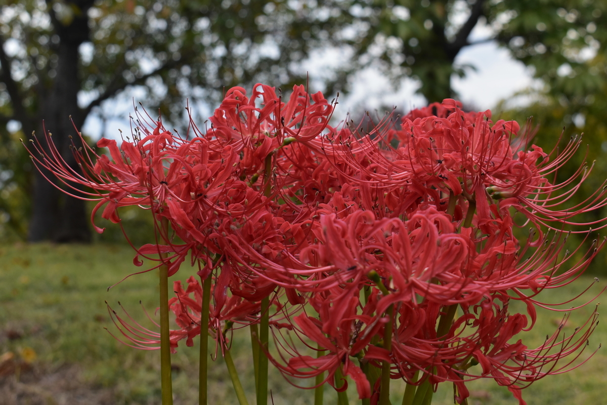 宇治市植物公園　彼岸花　見頃　2019年9月29日　撮影：MKタクシー