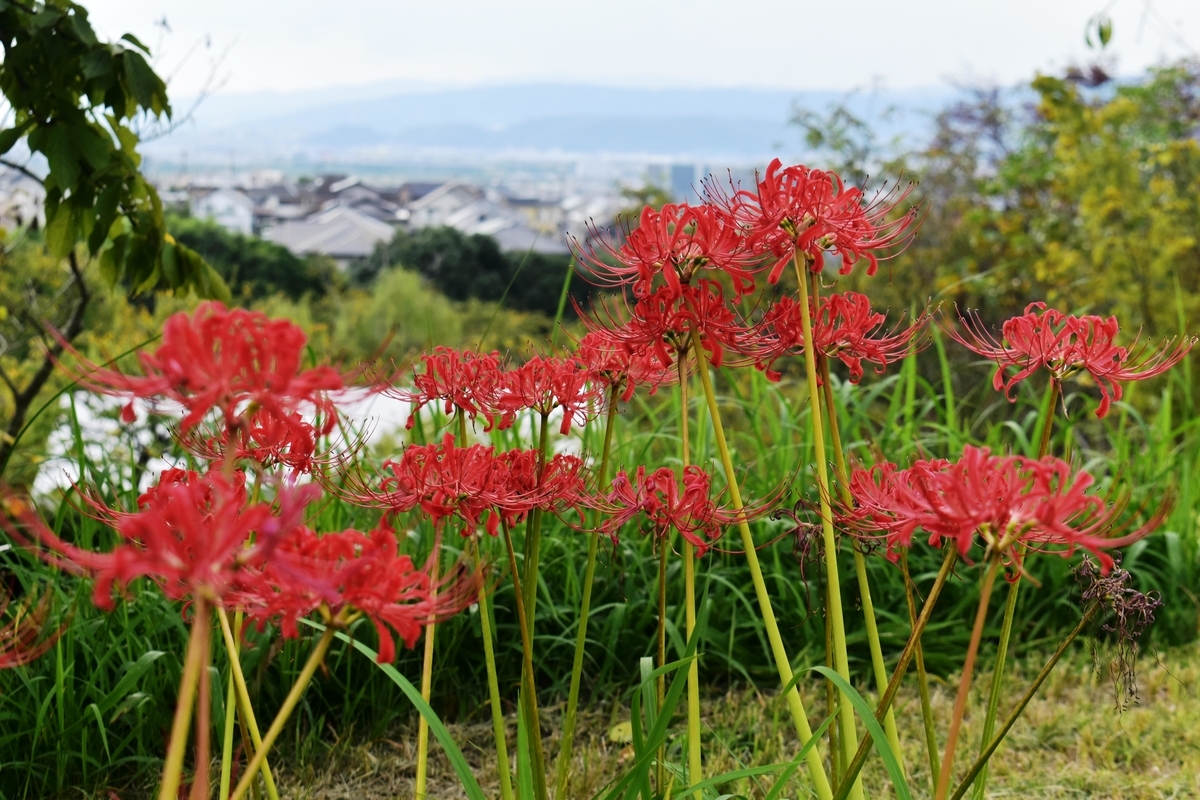宇治市植物公園 彼岸花 見頃 2019年9月29日 撮影:MKタクシー
