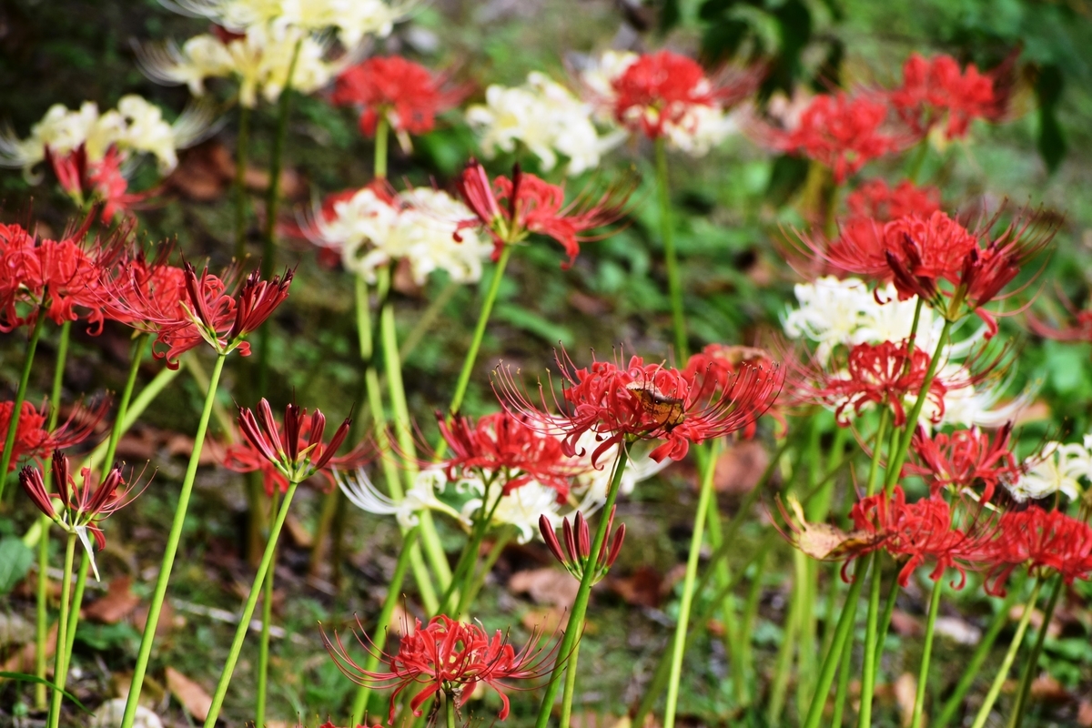 宇治市植物公園 彼岸花 見頃 2019年9月29日 撮影:MKタクシー