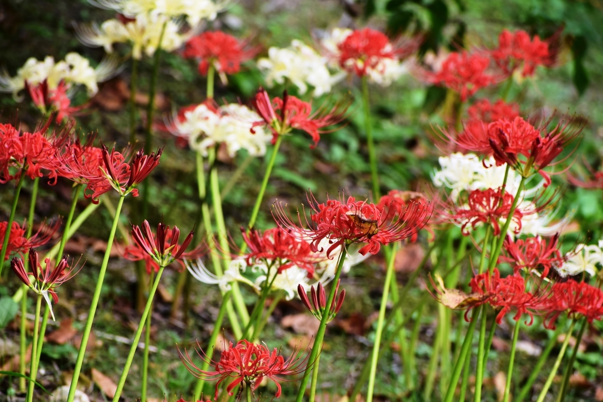 宇治市植物公園　彼岸花　見頃　2019年9月29日　撮影：MKタクシー