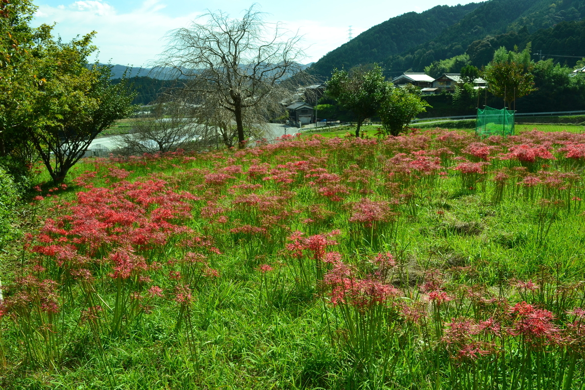 禅定寺　彼岸花　見頃　2017年9月30日　撮影：MKタクシー