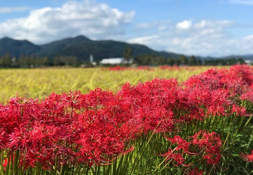 曽我部　彼岸花　見頃　2019年9月22日　撮影：MKタクシー