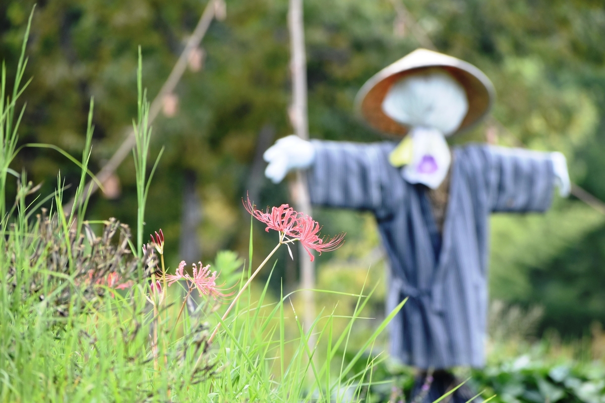 けいはんな記念公園 彼岸花 咲きはじめ 2020年9月12日 撮影:MKタクシー