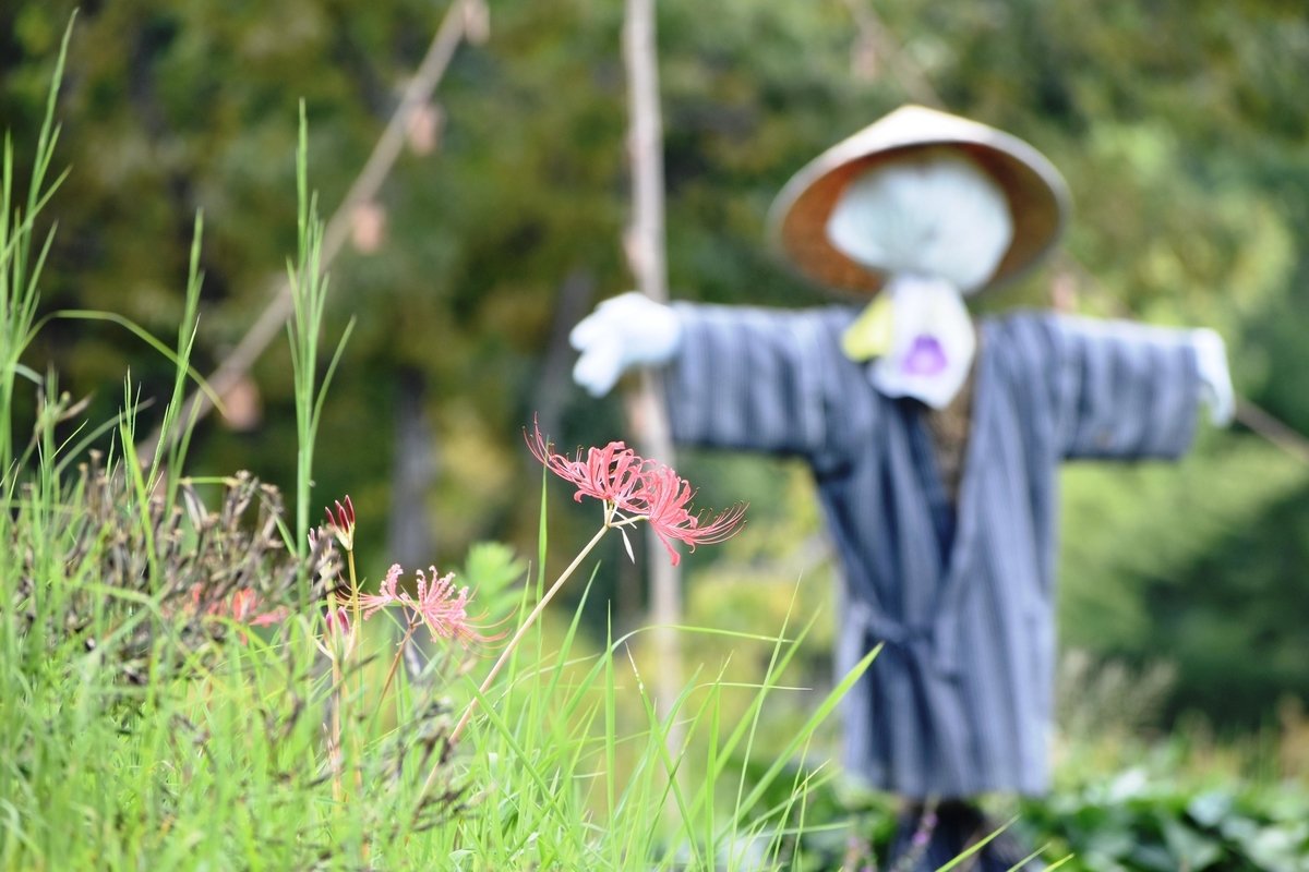 けいはんな記念公園　彼岸花　咲きはじめ　2020年9月12日　撮影：MKタクシー