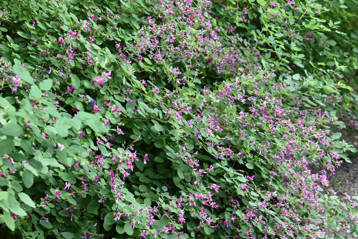 宇治市植物公園 萩 五分咲き 2019年9月15日 撮影:MKタクシー