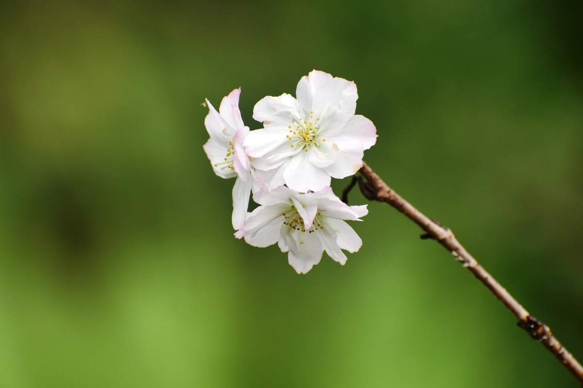 十月桜 京都府立植物園 2018年9月23日 撮影:MKタクシー
