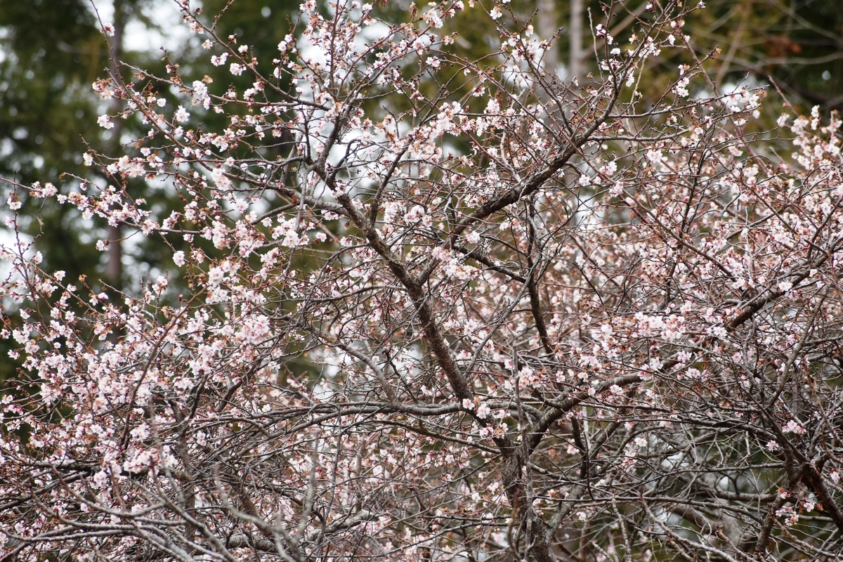 十月桜 宇治市植物公園 2019年2月9日 撮影:MKタクシー
