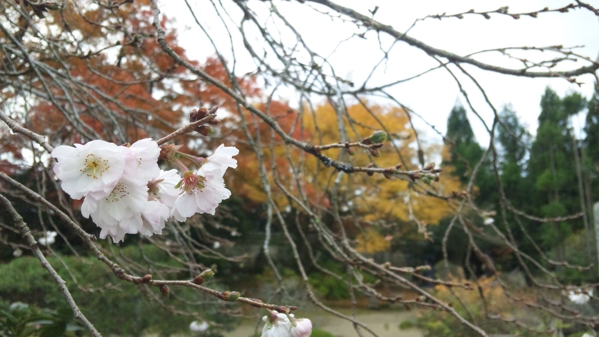 不断桜 実光院 2012年11月20日 撮影:MKタクシー