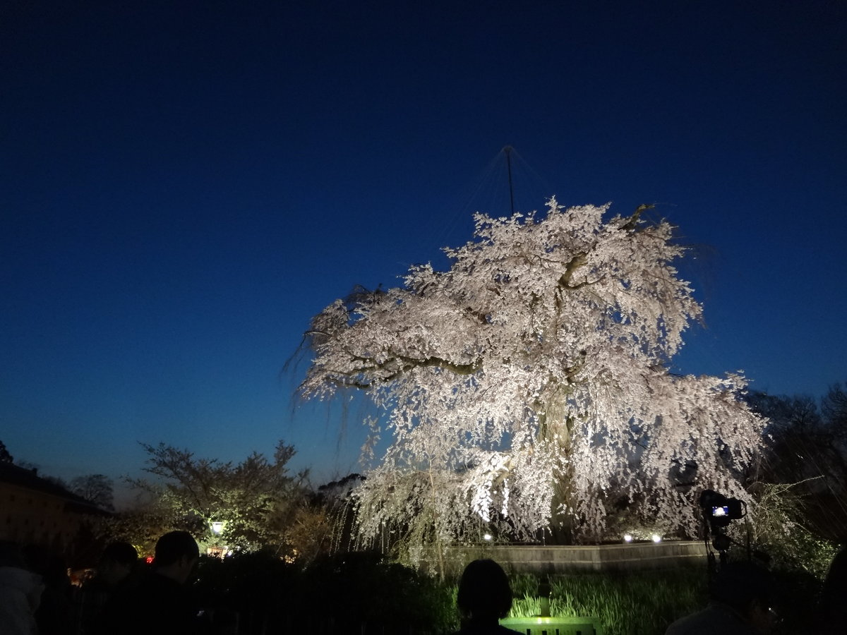 エドヒガンの祇園枝垂桜 円山公園 実光院 2014年4月1日 撮影:MKタクシー