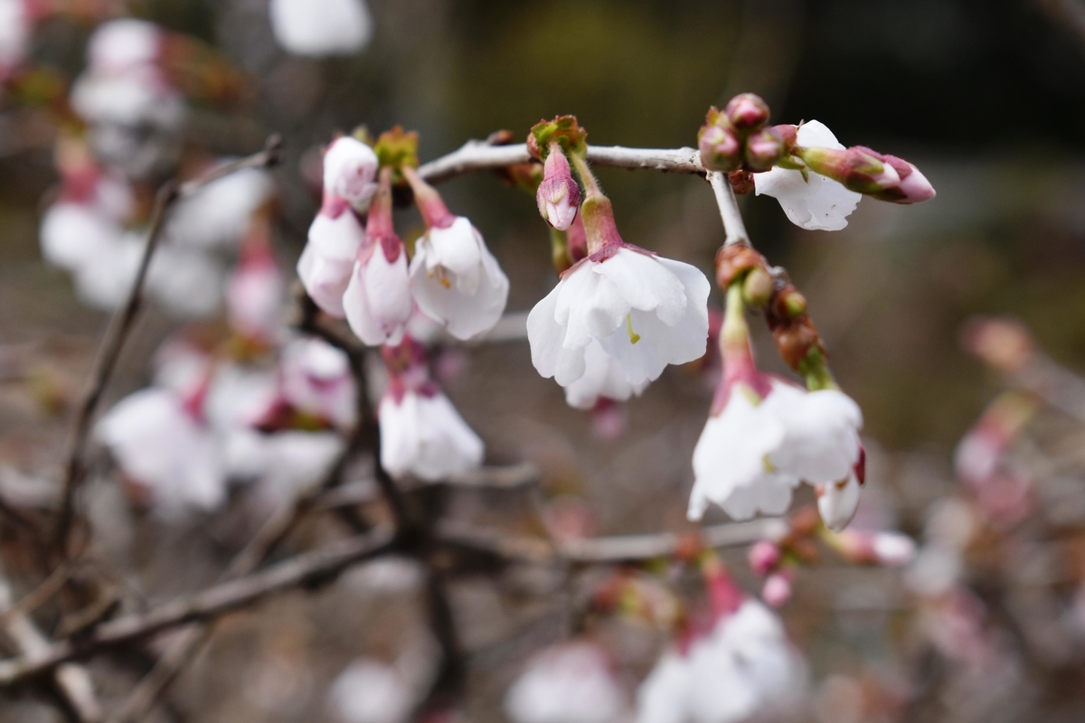 マメザクラ 京都府立植物園 2019年3月24日 撮影:MKタクシー