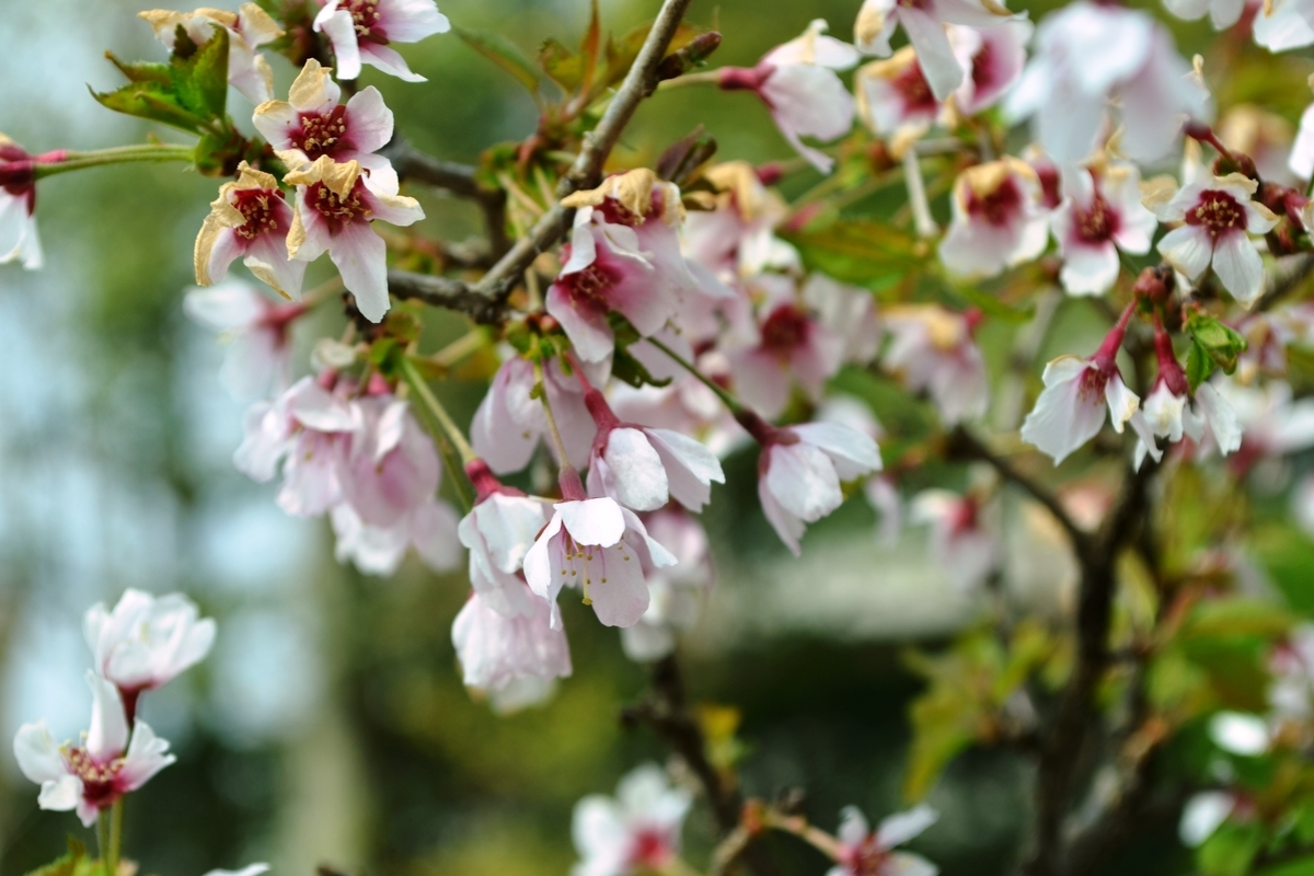 マメザクラ 京都府立植物園 2018年4月1日 撮影:MKタクシー