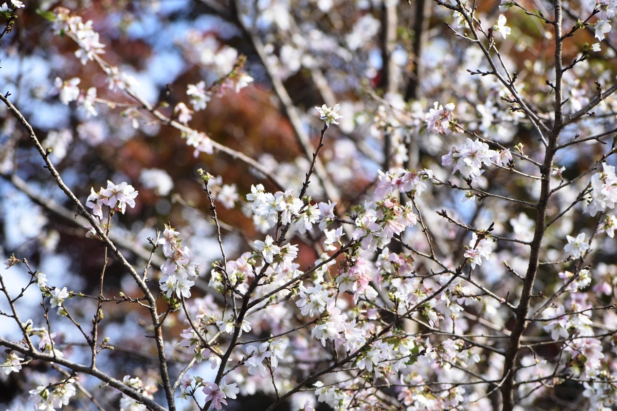 四季桜 京都府立植物園 2019年11月19日 撮影:MKタクシー