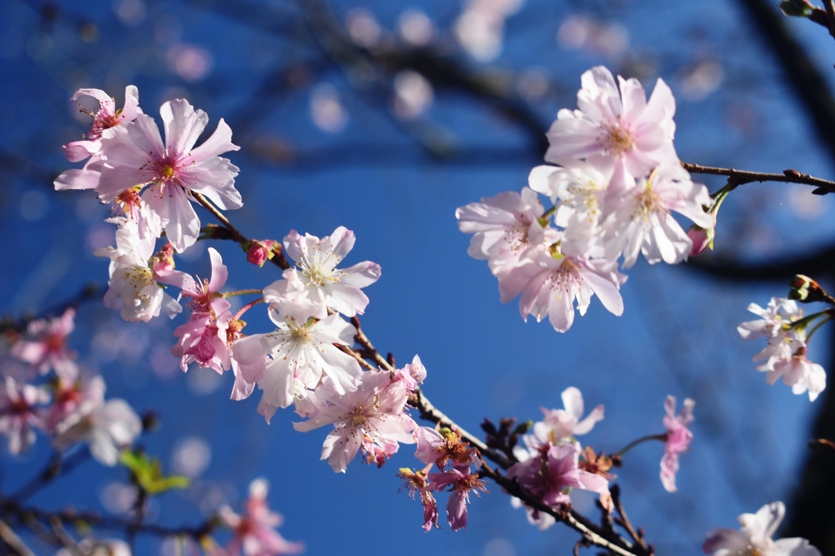 十月桜 平野神社 2019年11月13日 撮影:MKタクシー