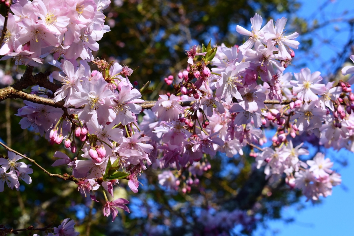 十月桜 平野神社 2020年3月25日 撮影:MKタクシー