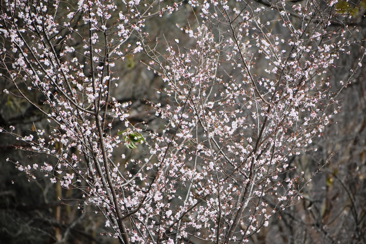 十月桜 京都御苑 2020年2月15日 撮影:MKタクシー