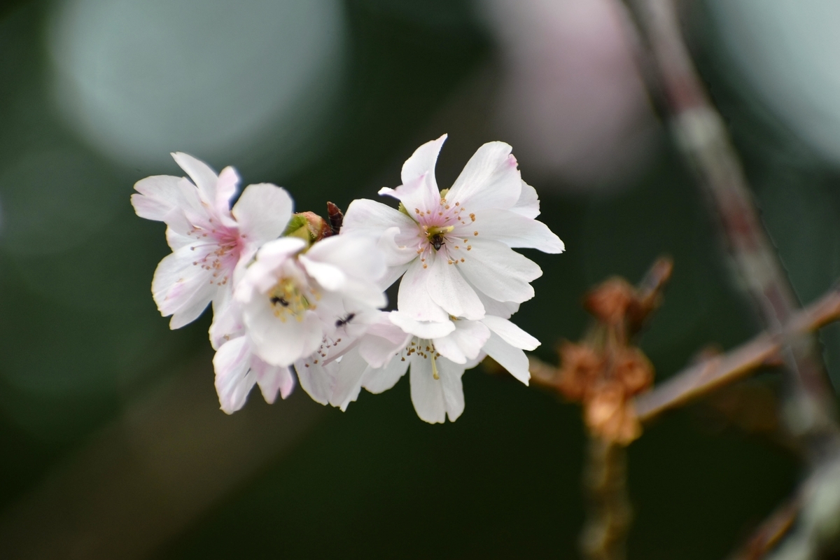 十月桜 京都御苑 2018年10月30日 撮影:MKタクシー