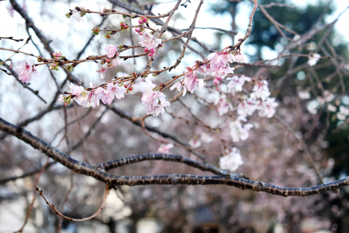 十月桜 二条公園 2018年12月9日 撮影:MKタクシー