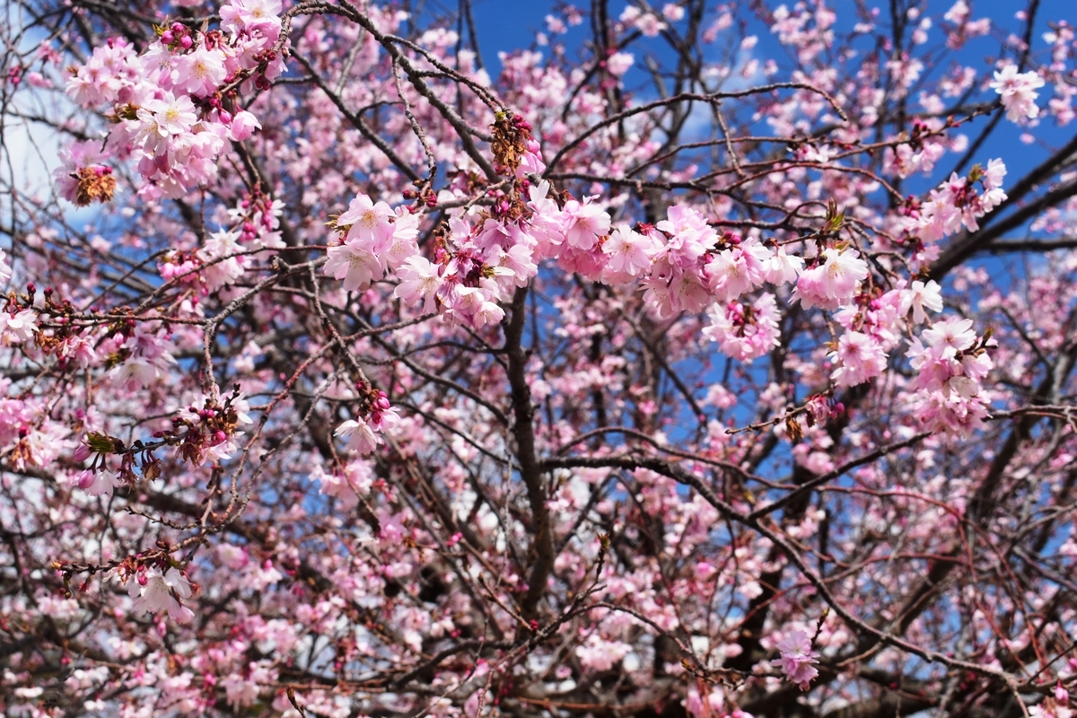 十月桜 二条公園 2019年3月31日 撮影:MKタクシー