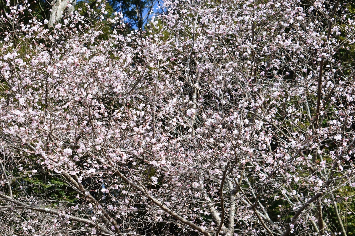 十月桜 新宮神社(松ヶ崎) 2020年1月11日 撮影:MKタクシー