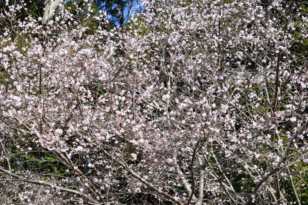 十月桜　新宮神社（松ヶ崎）　2020年1月11日　撮影：MKタクシー