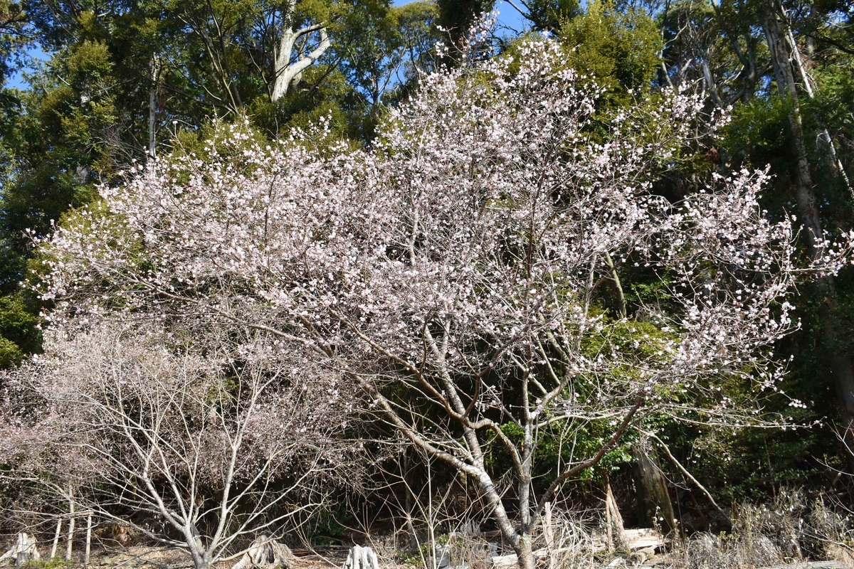 十月桜 新宮神社(松ヶ崎) 2020年1月11日 撮影:MKタクシー