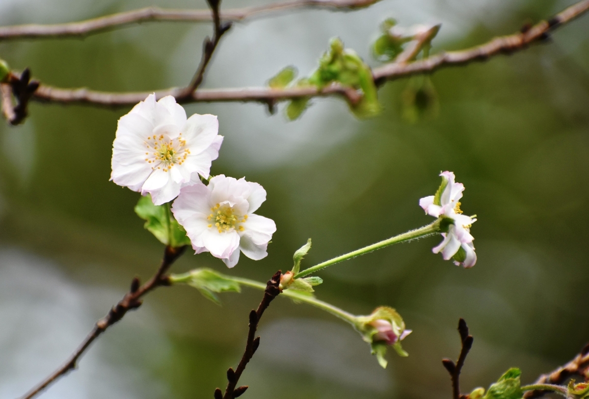 十月桜 平野神社(南東角) 2018年9月13日 撮影:MKタクシー