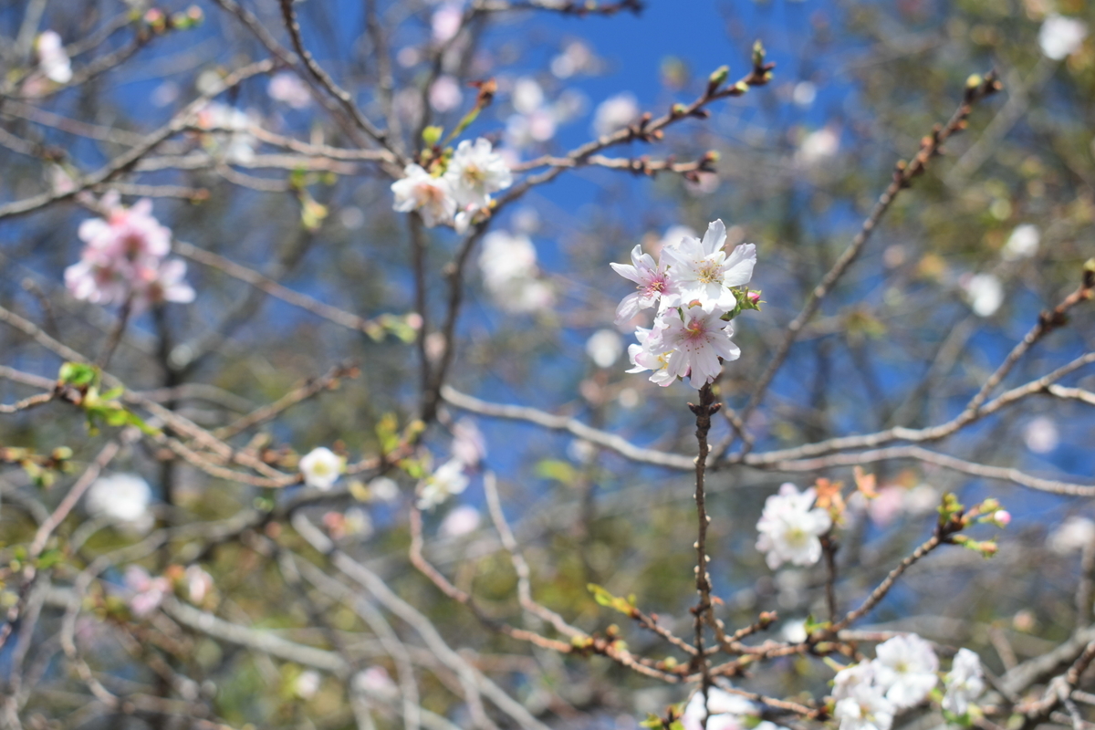 十月桜 平野神社(社務所前) 2018年10月28日 撮影:MKタクシー