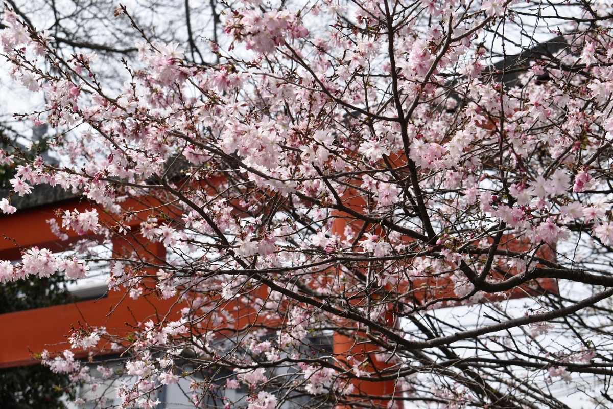 十月桜 平野神社(猿田彦社前) 2020年3月22日 撮影:MKタクシー