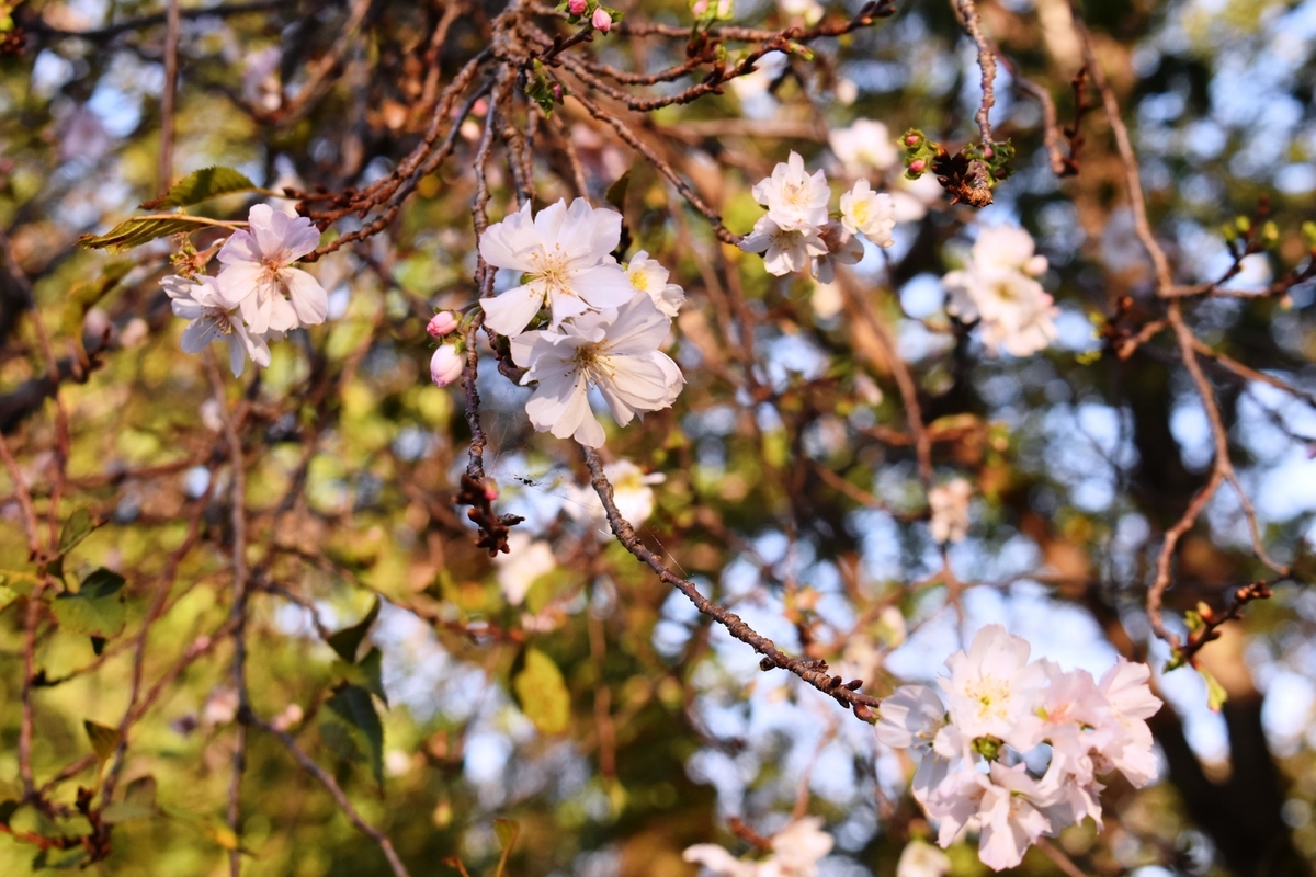 十月桜 平野神社(南東角) 2019年10月16日 撮影:MKタクシー