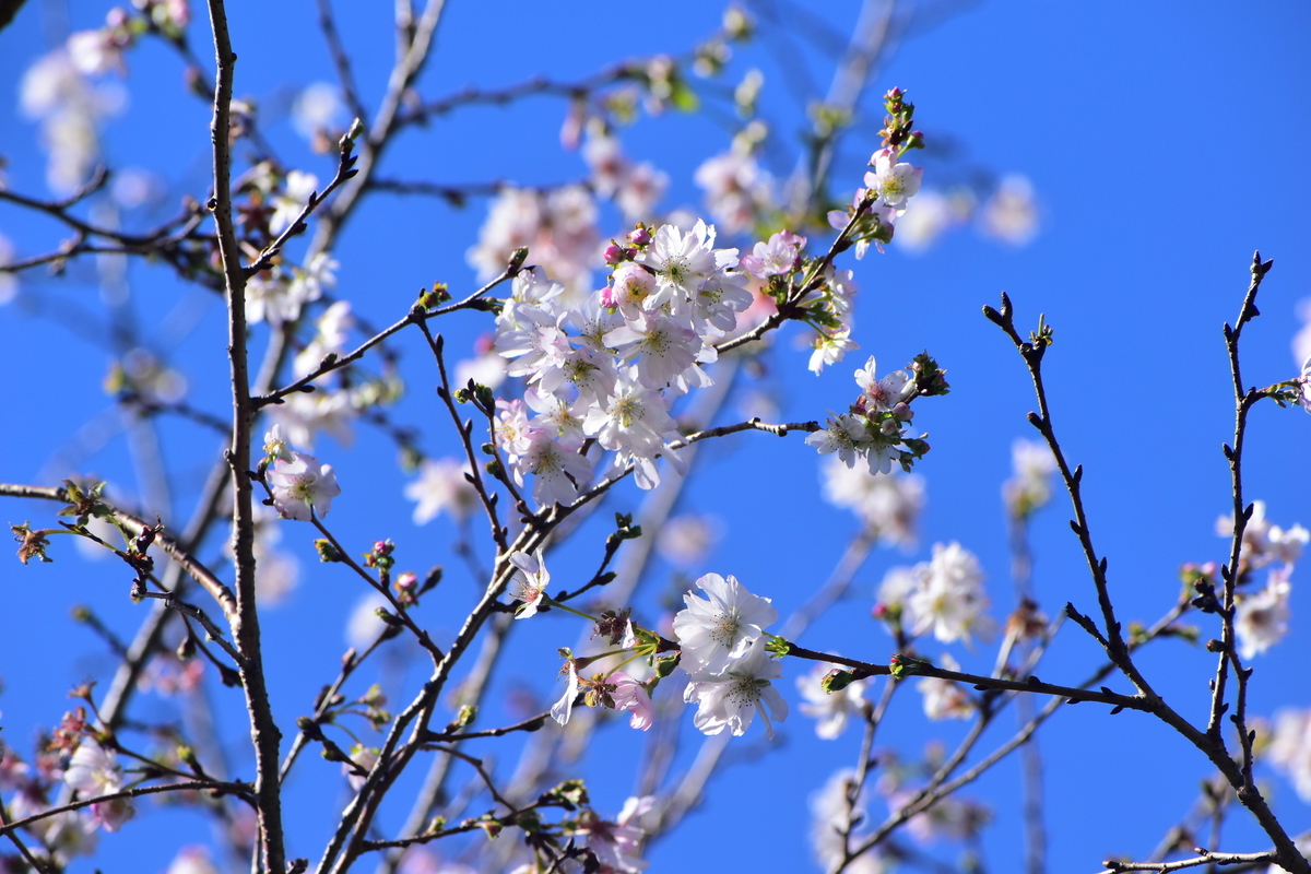 十月桜 京都府立植物園 2019年11月13日 撮影:MKタクシー
