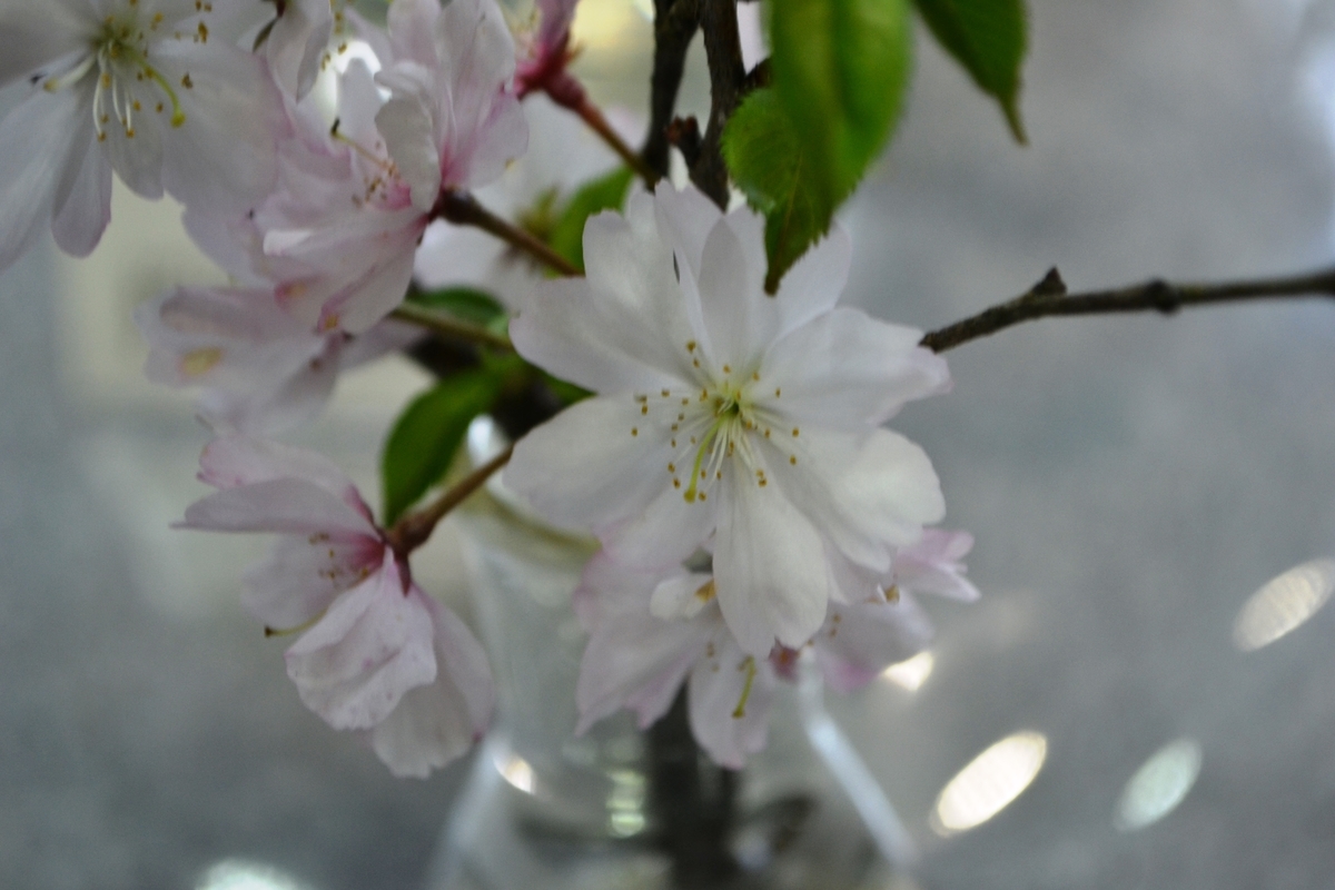 十月桜 サトザクラ展 2017年4月15日 撮影:MKタクシー