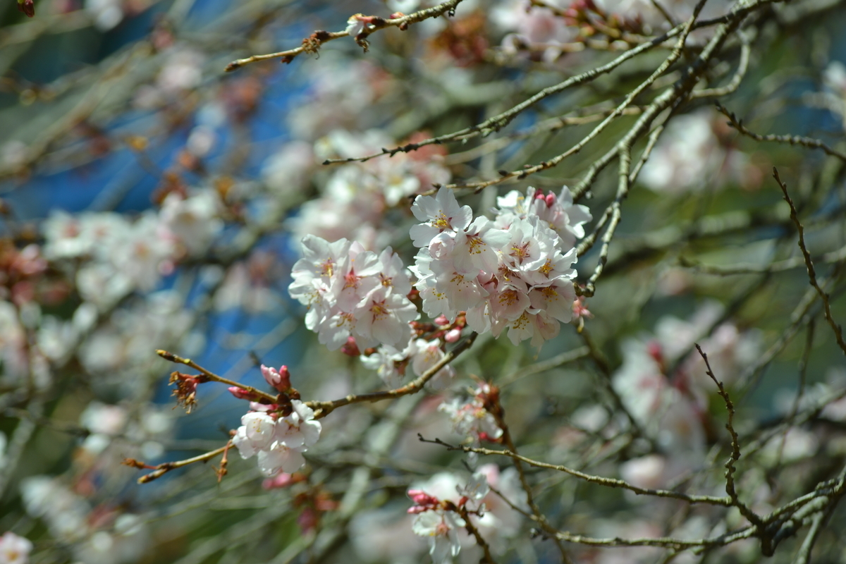 十月桜 宇治市植物公園 2018年3月10日 撮影:MKタクシー