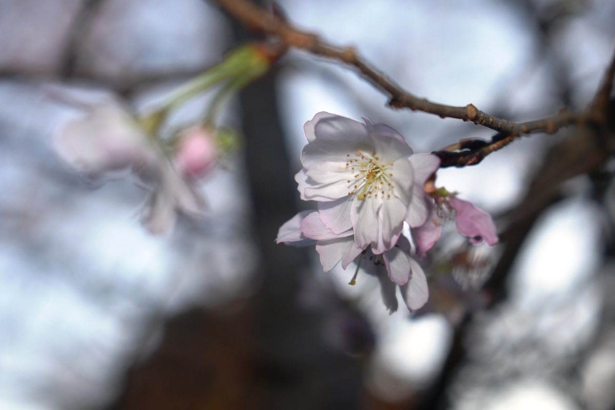 十月桜 恵心院 2018年11月24日 撮影:MKタクシー