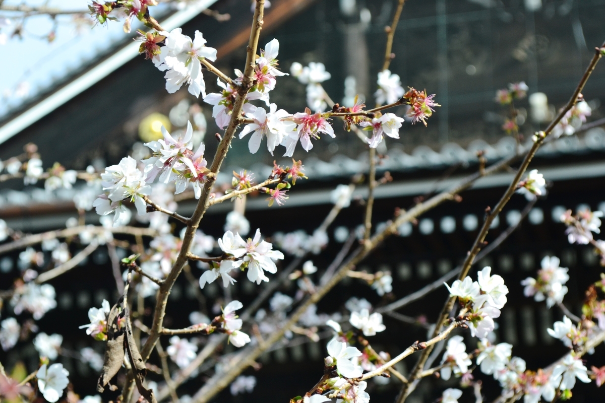 冬桜 知恩院 2018年12月15日 撮影:MKタクシー