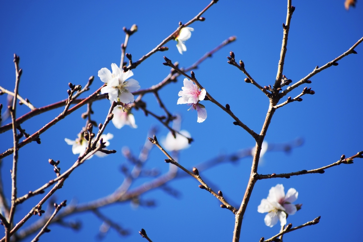 冬桜　宇治市植物公園　2018年11月24日　撮影：MKタクシー