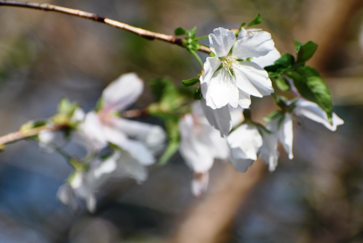 冬桜 京都府立植物園 2019年10月22日 撮影:MKタクシー