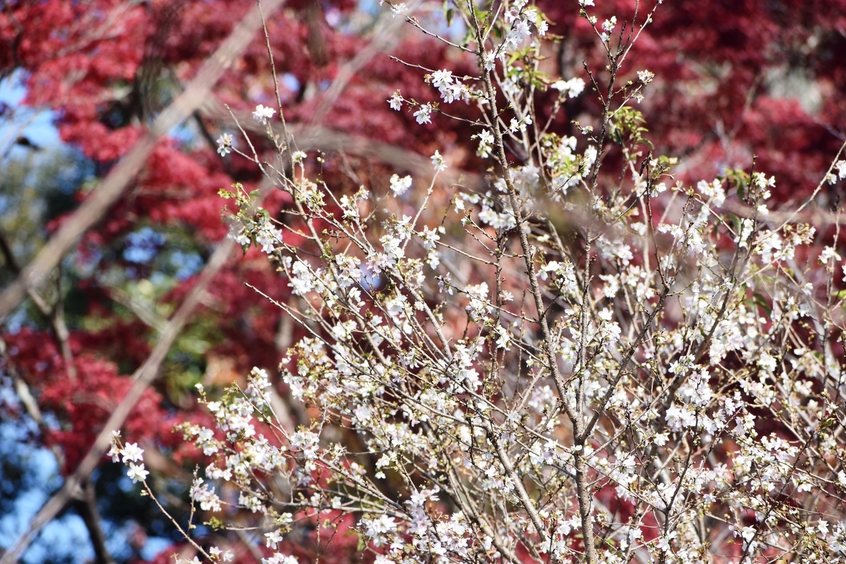 冬桜　京都府立植物園　2019年11月19日　撮影：MKタクシー