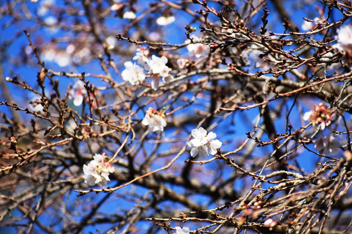 四季桜　宇治市植物公園　2018年11月24日　撮影：MKタクシー