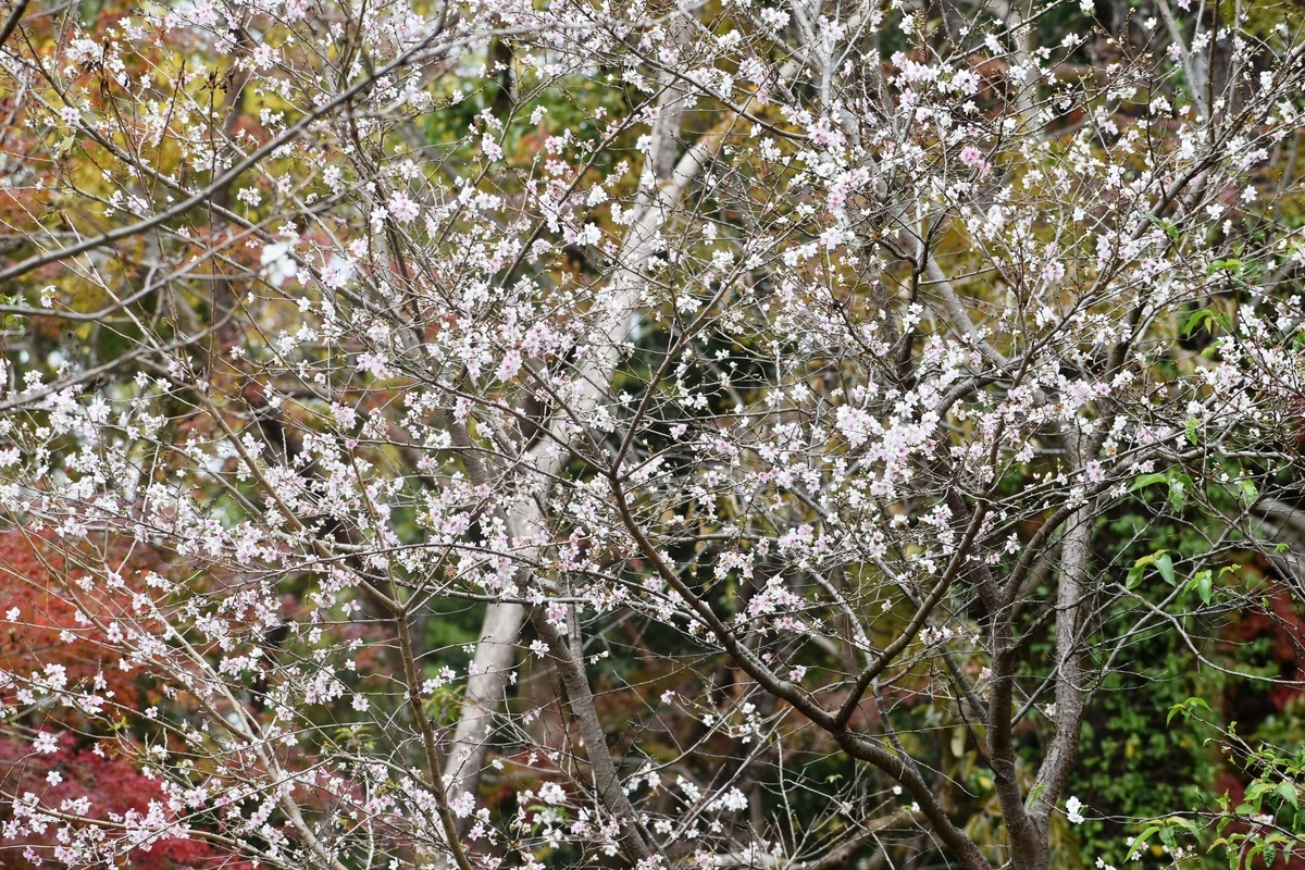 四季桜 京都府立植物園 2018年11月14日 撮影:MKタクシー